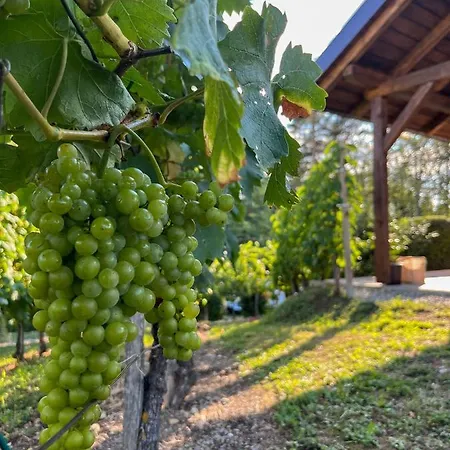 בית נופש Tomajna Vineyard *